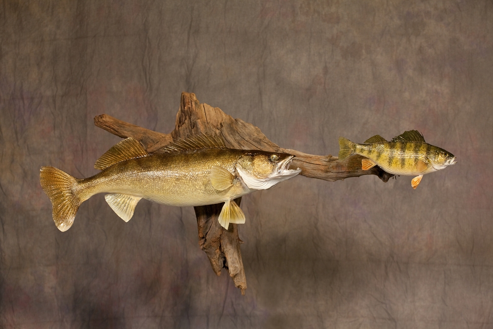 Perch Taxidermy